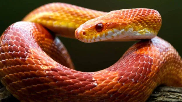 snake-smuggling-gang
