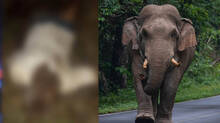 wayanad-kerala-wild-eleph