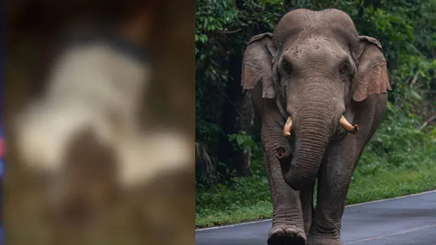 wayanad-kerala-wild-eleph
