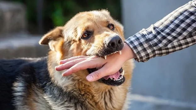 rabies-dog