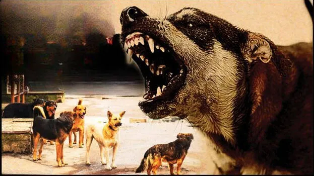 rabies-