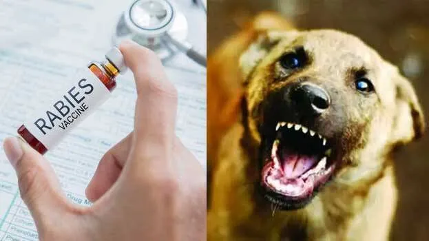 rabies-prevention-ignored