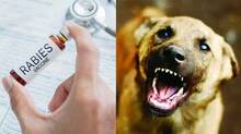 rabies-prevention-ignored