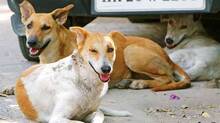 stray-dog-menace-kerala-