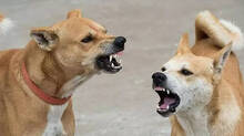 stray-dog-attack
