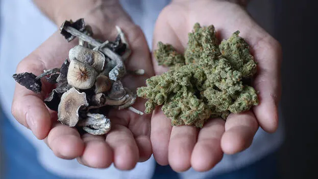 magic-mushrooms-cannabis