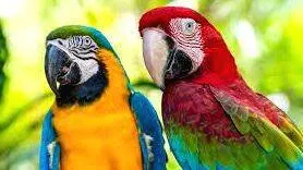 macaw-parrot-