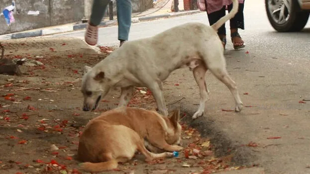 stray-dogs