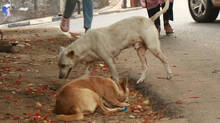 stray-dogs