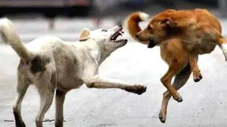 stray-dog-attacks-
