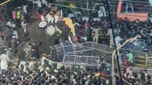 elephants-