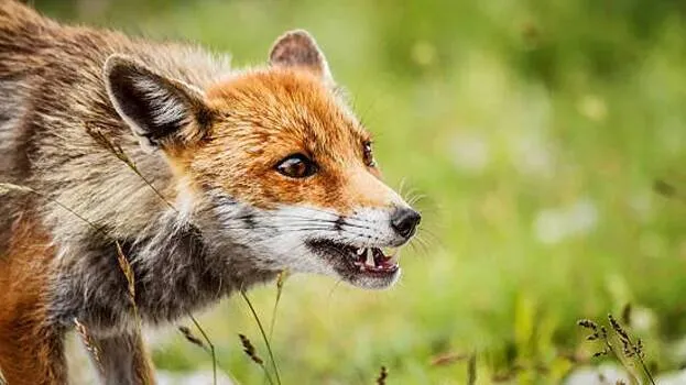 fox