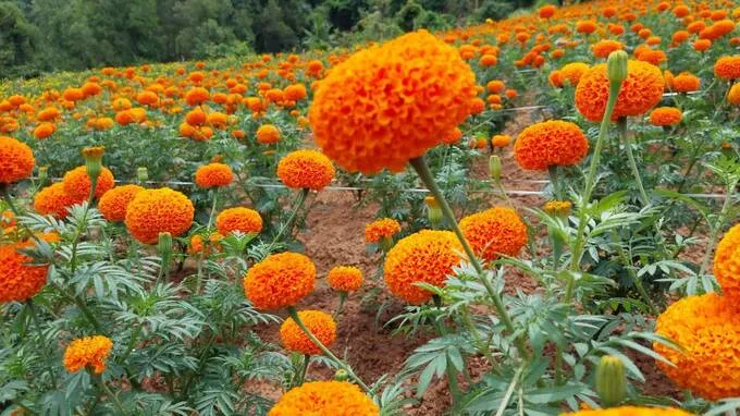 marigold