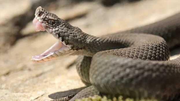 snakes-