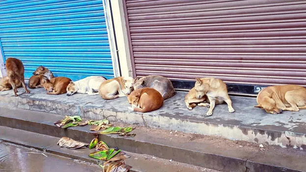 stray-dogs-