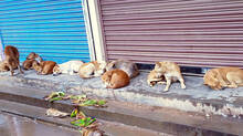stray-dogs-