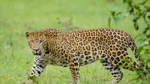 leopard