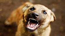 stray-dog