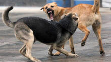 stray-dog-attack-kerala-