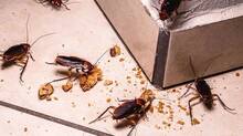 cockroaches