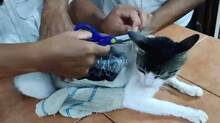 cat-used-for-smuggling-dr
