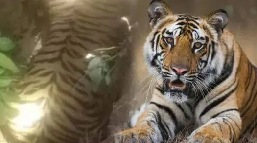 tiger-dead-kerala-