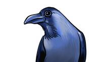 crows