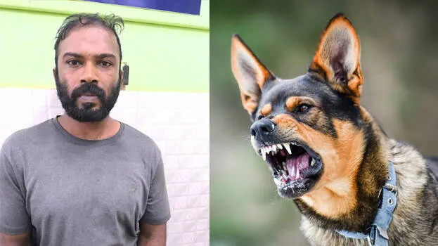 dog-