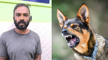 dog-