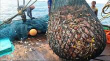 trawling-