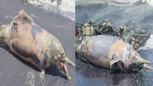 dolphin-