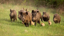 wild-boar