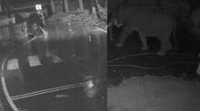 wild-elephant-chases-stud