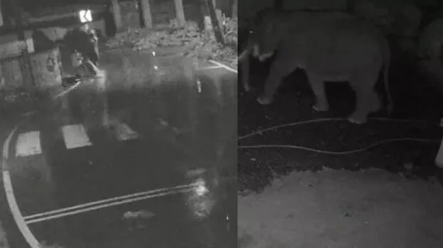 wild-elephant-chases-stud