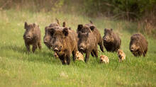 boars-kerala-