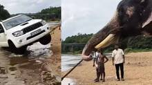 elephant