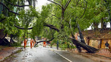 trees-