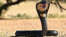 snake