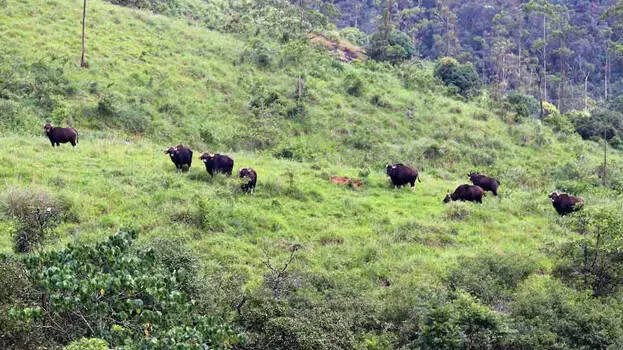 gaur