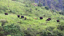 gaur