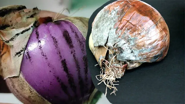 onions