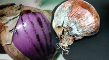 onions