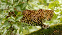 leopard-