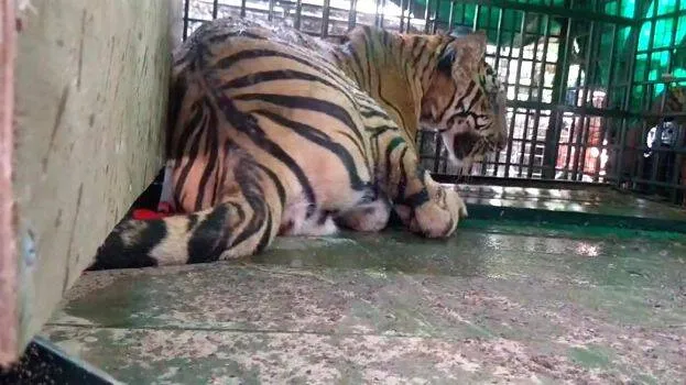 tiger