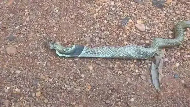 snake
