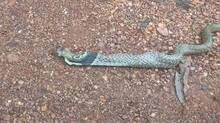 snake