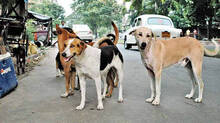 stray-dogs