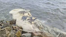 blue-whale