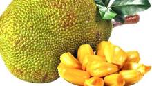 jackfruit