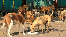 stray-dogs